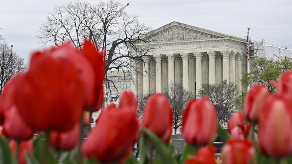 A white building in the style of a Greek temple is seen behind several red tulips
