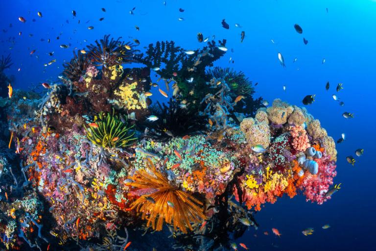 A coral reef and marine life in the waters off Raja Ampat in Southwest Papua province, Indonesia.