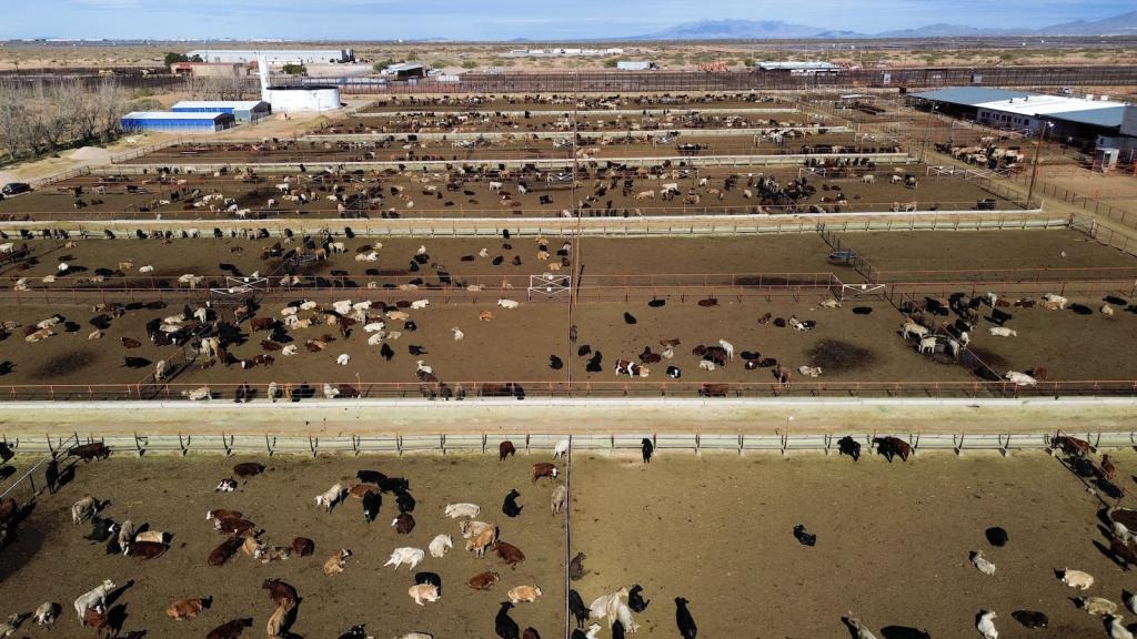 An aerial image of cattle at the southern border