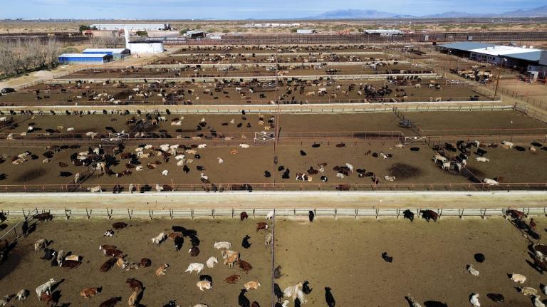 An aerial image of cattle at the southern border