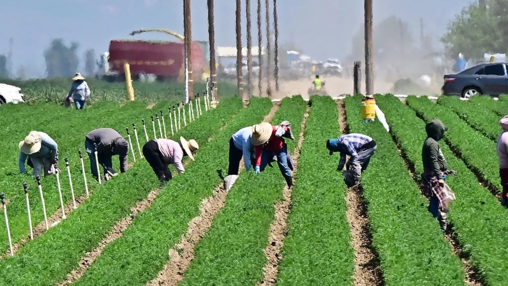 farmworkers working in a field of row crops