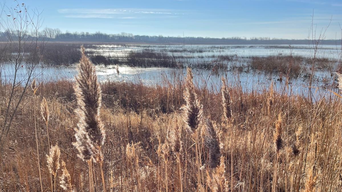 shot of wetlands in central illinois