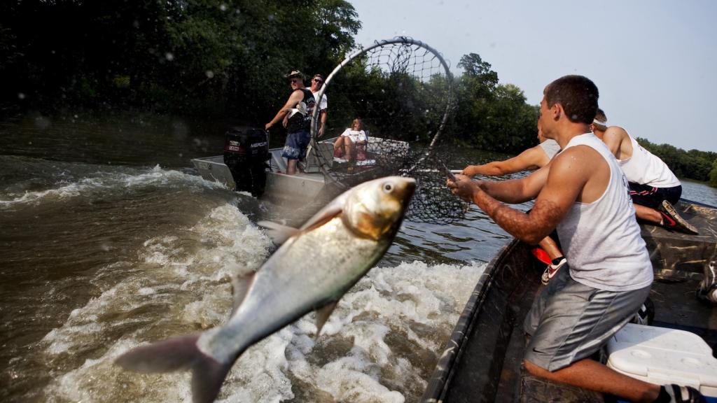 Contestants in a fishing tournament use hand-held nets to catch Asian carp as they leap from the water near Bath, Illinois.