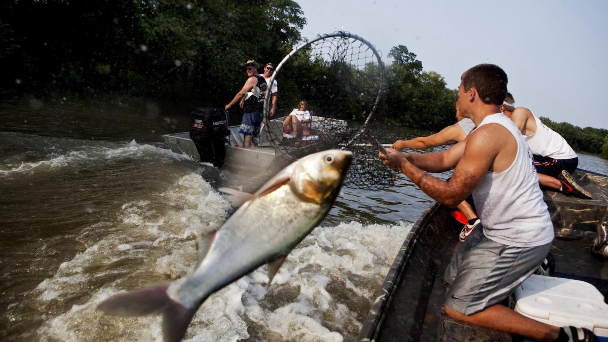 Contestants in a fishing tournament use hand-held nets to catch Asian carp as they leap from the water near Bath, Illinois.