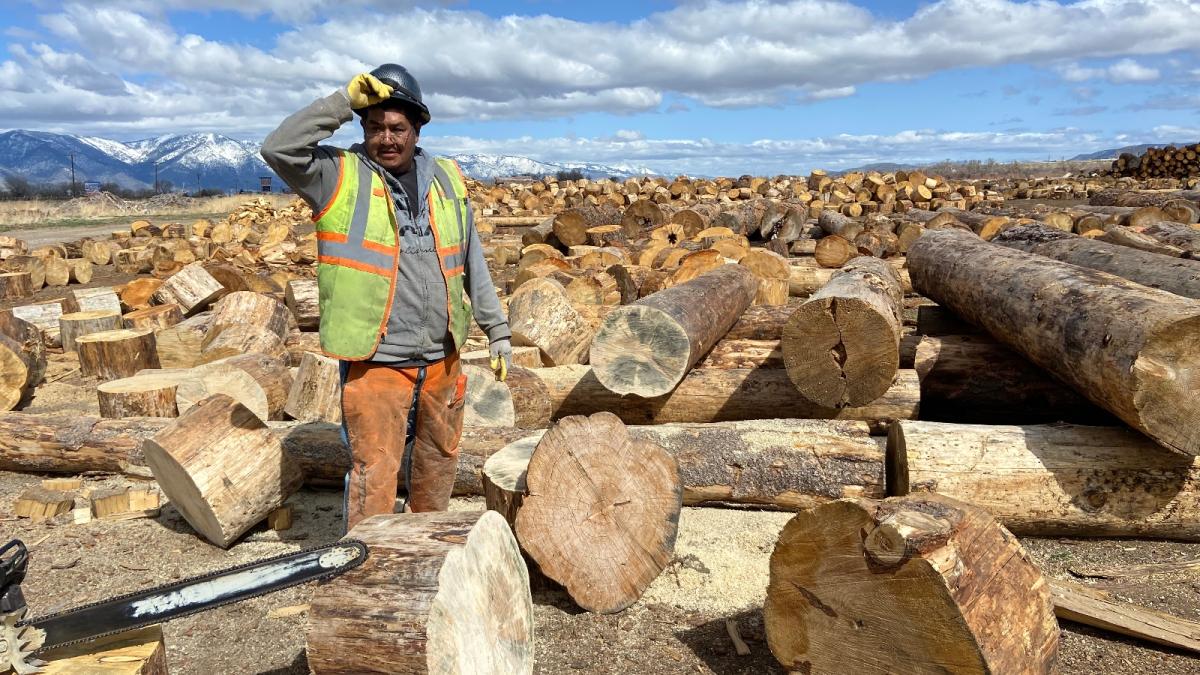 A man in a hard hat and yellow vest with orange pants and a gray long sleeved shirt stands among felled tree trunks under a blue sky