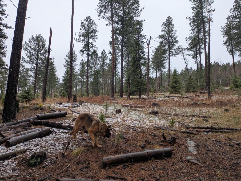 A dog sniffs at cut trees in a forest with light snow