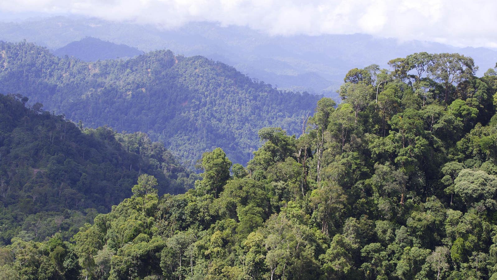 A view of the rain forest in the heart of Sarawak, 2500 feet above sea level, in Baram, Malaysia, is seen in this Dec. 13, 2007 file photo.
