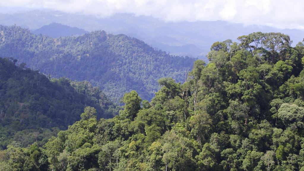 A view of the rain forest in the heart of Sarawak, 2500 feet above sea level, in Baram, Malaysia, is seen in this Dec. 13, 2007 file photo.