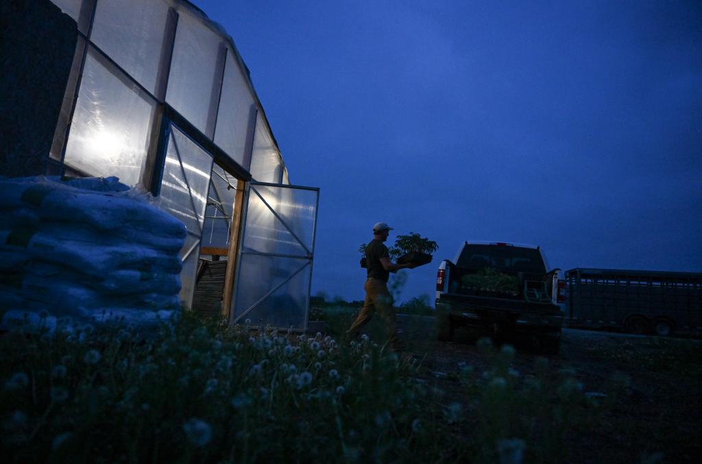 A man gathers vegetables from a grow house at night