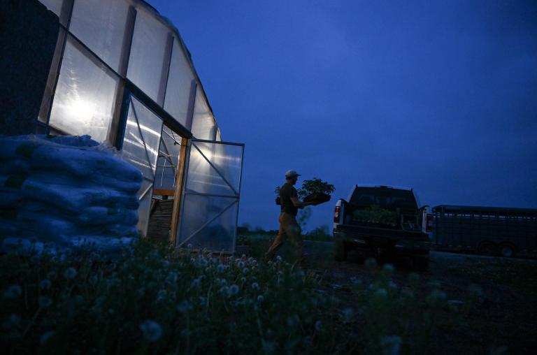 A man gathers vegetables from a grow house at night