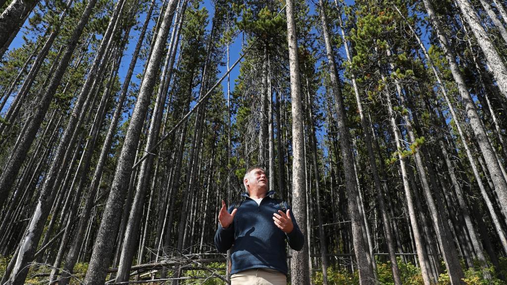 An older man gestures while standing in front of a copse of tall trees