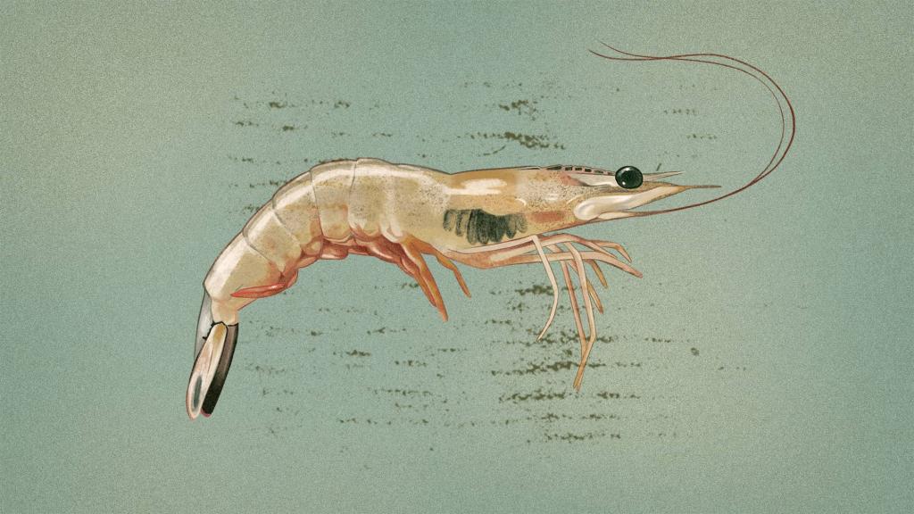 illustration of a white shrimp with black gill disease