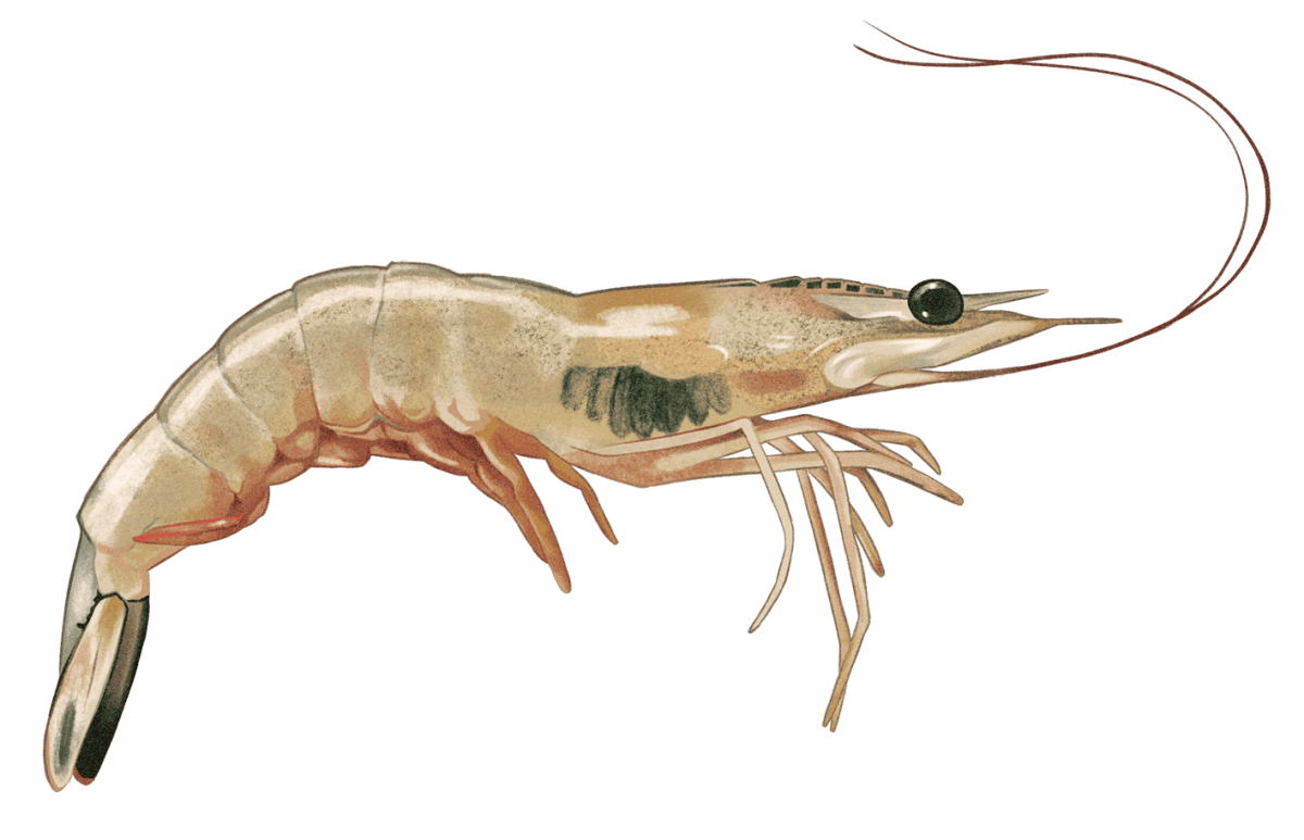 illustration of a white shrimp with black gill disease