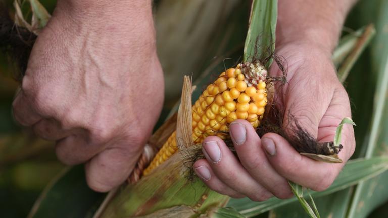 hands holding a cob of yellow corn in a field
