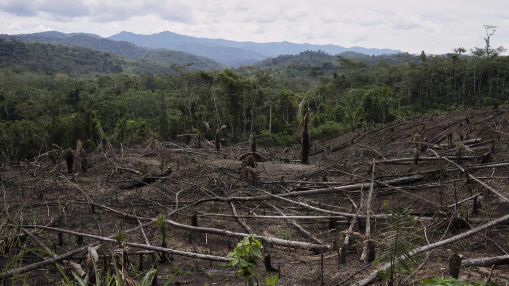 A field of cut down trees extends toward the forest and mountains