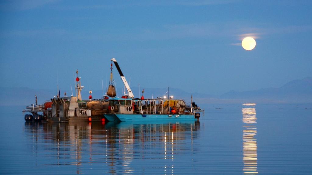 Brine shrimp boats on the Great Salt Lake