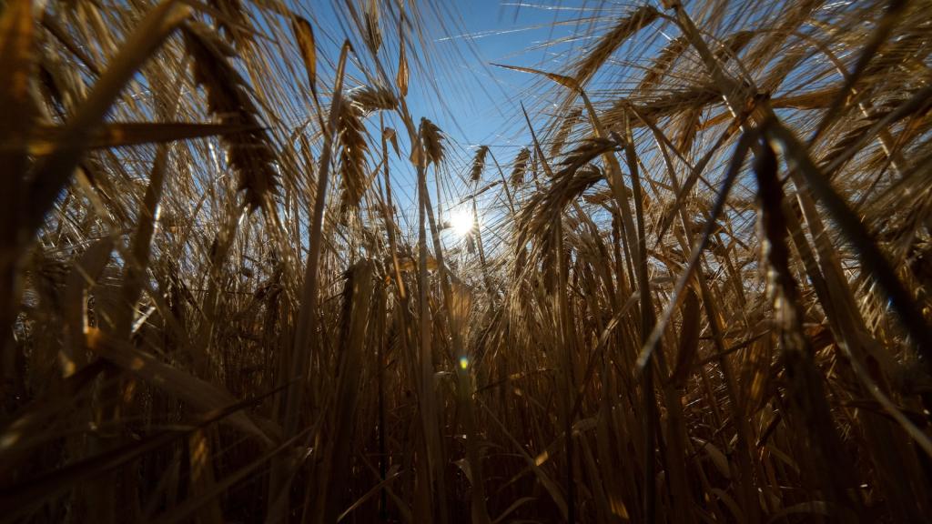 sun shines through stalks of barley