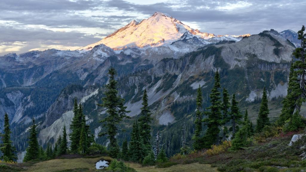 A snow capped mountain loops above pine trees on a green hill