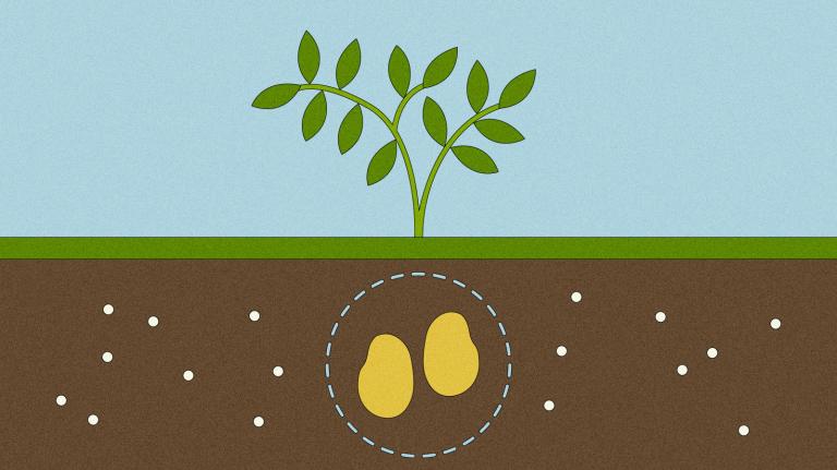 Illustration of potatoes underground surrounded by PFAS