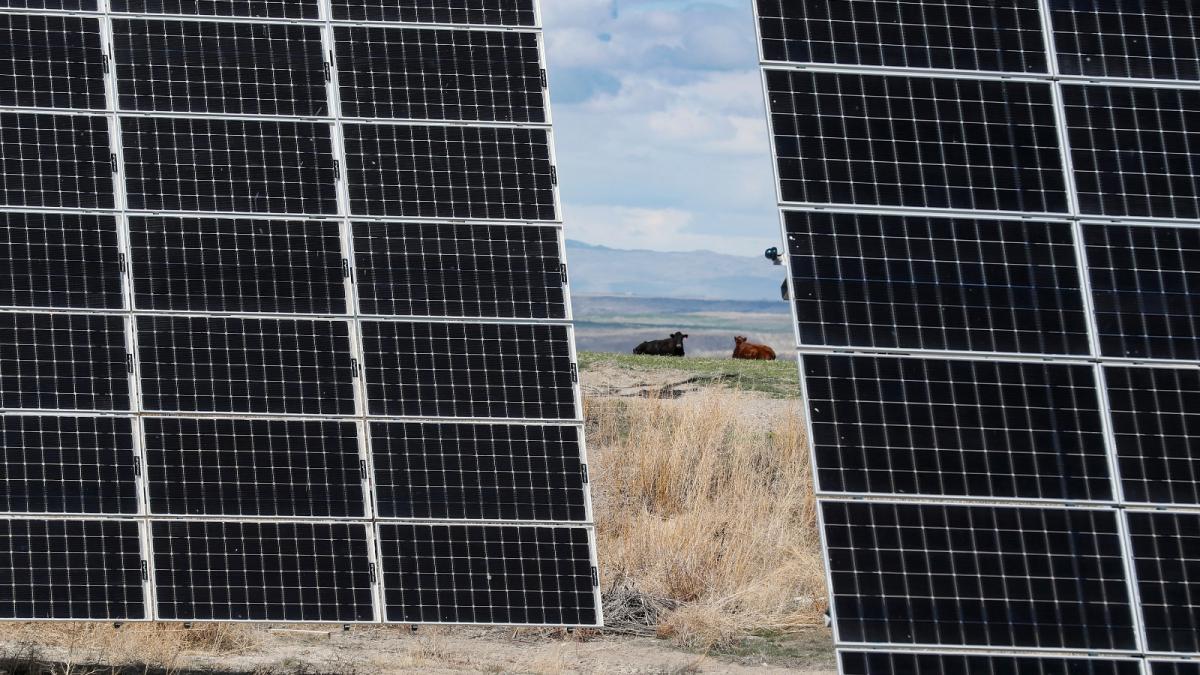 Two cows sit in the background of two huge solar panels in a field