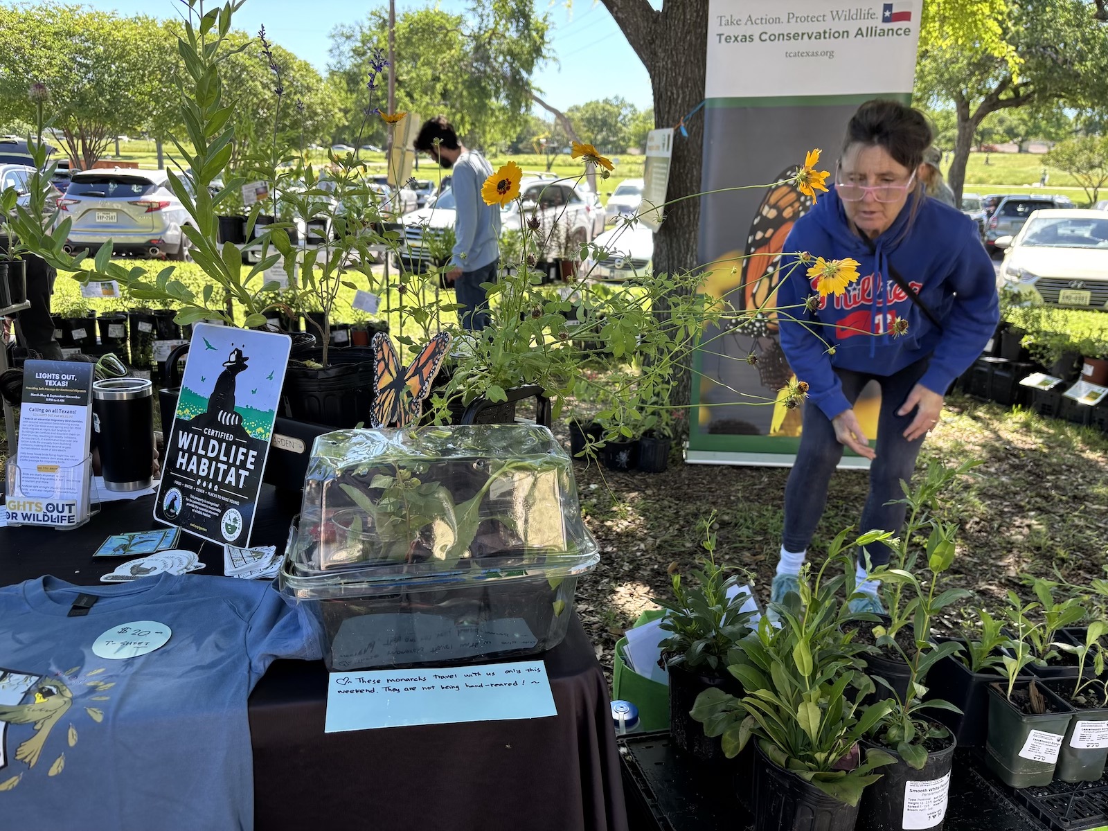 Monarch butterfly in a jar near native plants for sale