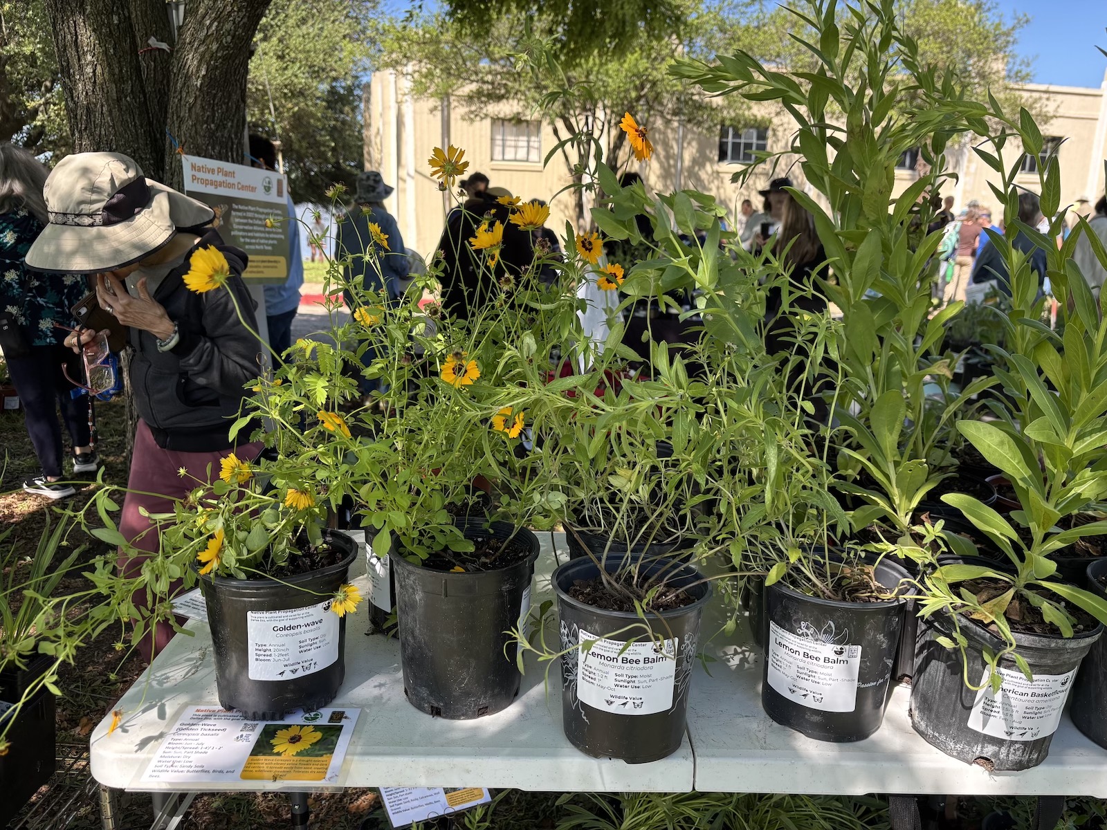 large potted native Texas plants on a table