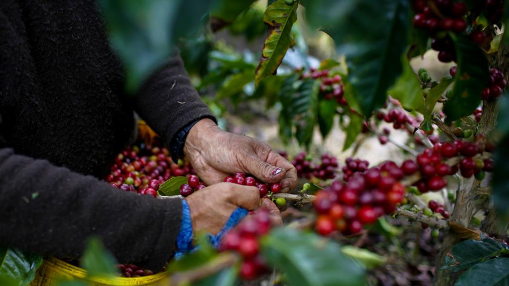 close-up of hands picking coffee cherries
