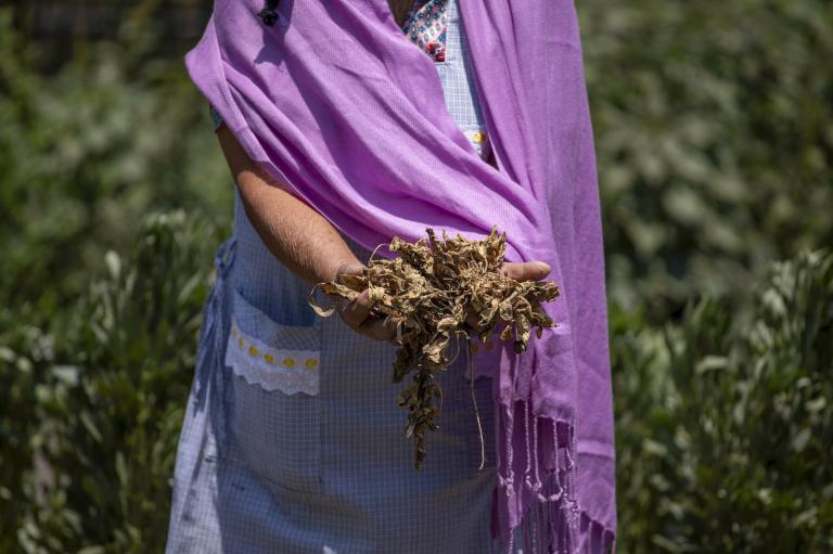 A woman holds crop that was lost due to the lack of water in a Chinampa or floating garden, in San Gregorio Atlapulco, on the outskirts of Mexico City, Mexico on May 23, 2024.