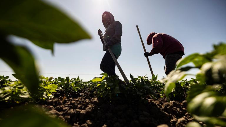 two farmworkers backlist by the sun use long tools to weed a bell pepper field