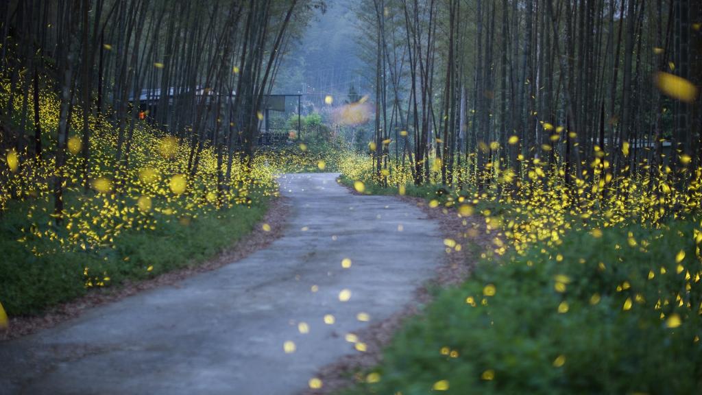 Hundreds of yellow fireflies flicker along a road through a forest.