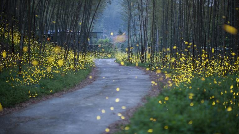 Hundreds of yellow fireflies flicker along a road through a forest.
