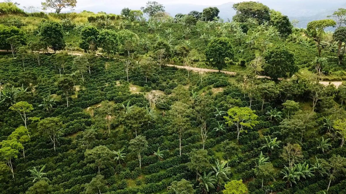 La Cumplida coffee farm