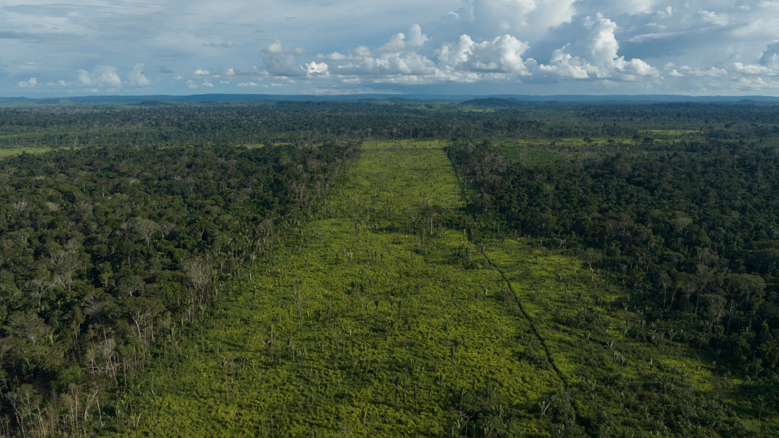 Forest stretches as far as the eye can see, except for a stretch down the middle that has been razed.