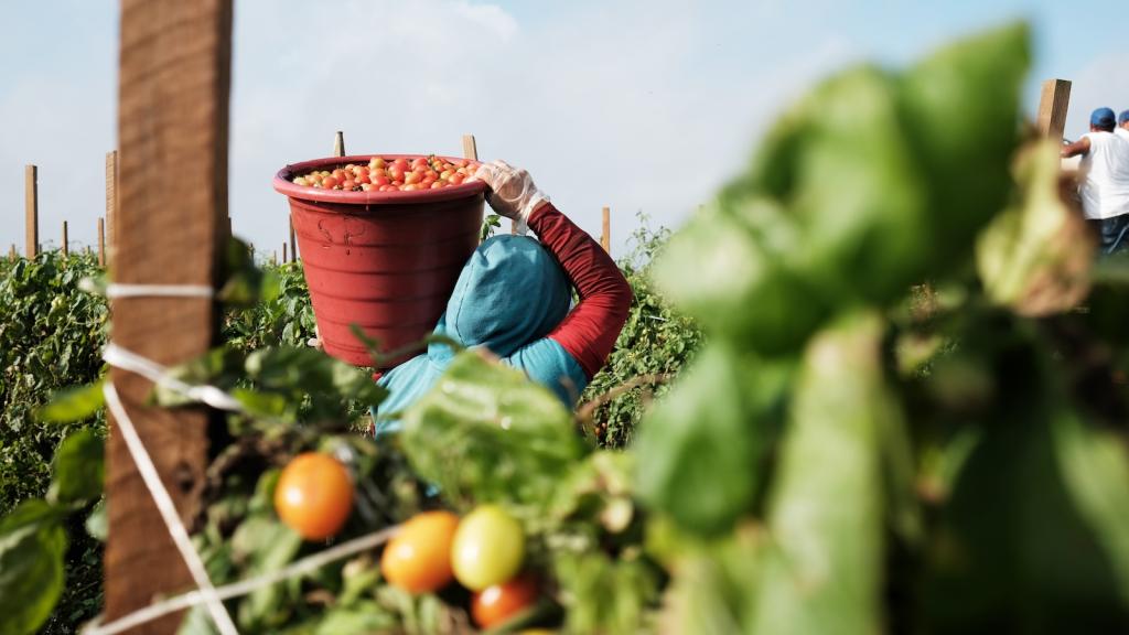 a farmworker in a blue hoodie carries a bucket of tomatoes on their shoulder as they walk through a row of crops