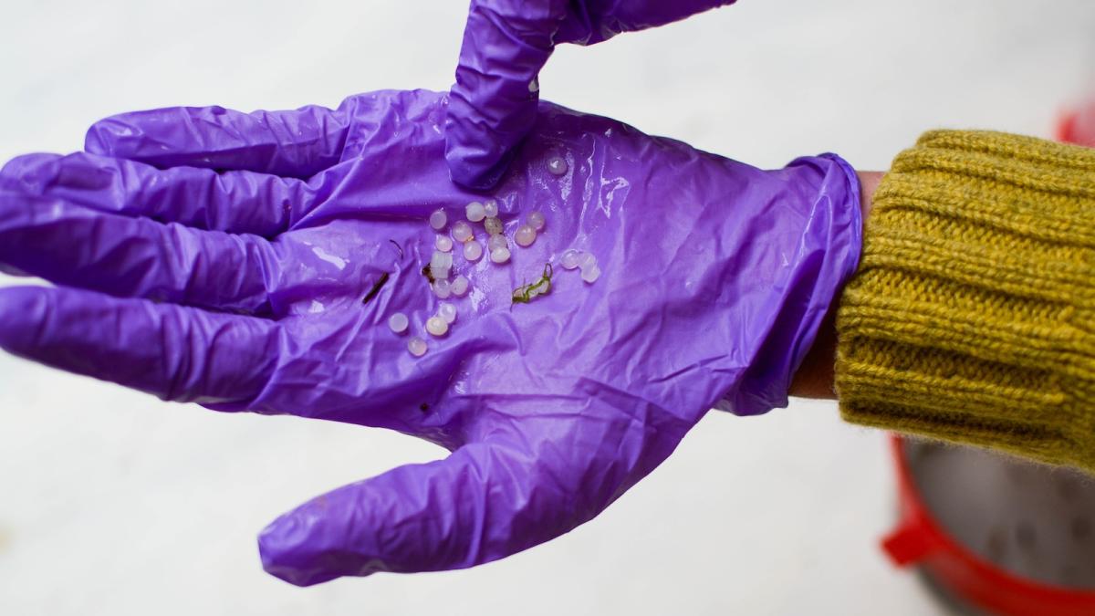hand wearing purple plastic glove holds nurdles