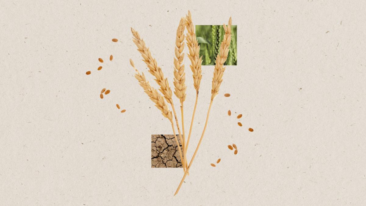 digital collage of five stalks of wheat and wheat seeds with a square image of green healthy wheat and a square image of cracked, dry soil