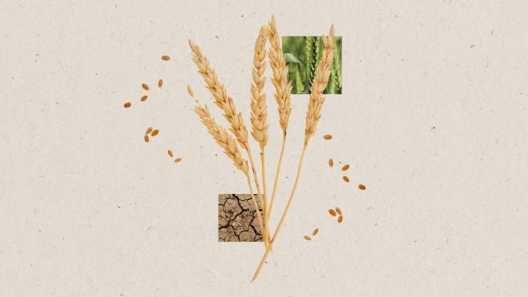 digital collage of five stalks of wheat and wheat seeds with a square image of green healthy wheat and a square image of cracked, dry soil
