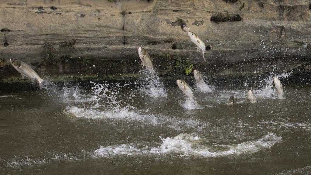Silver carp leap out of water being shocked by electric currents.