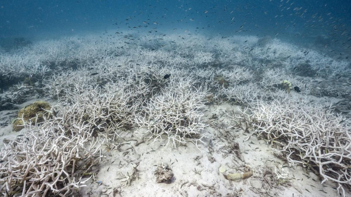 A photo of bleached corals