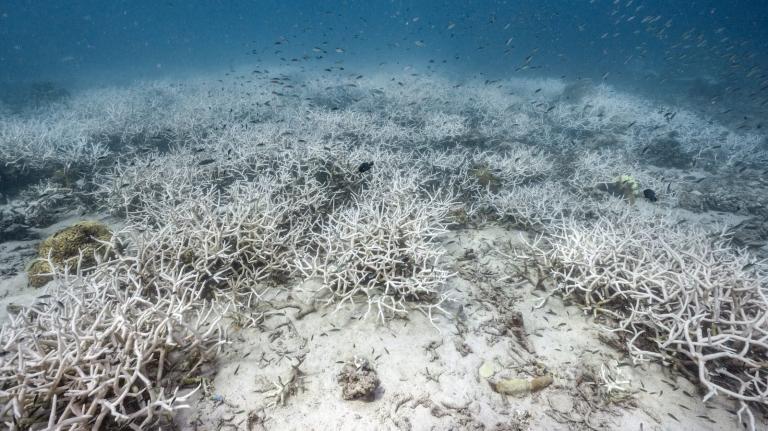 A photo of bleached corals