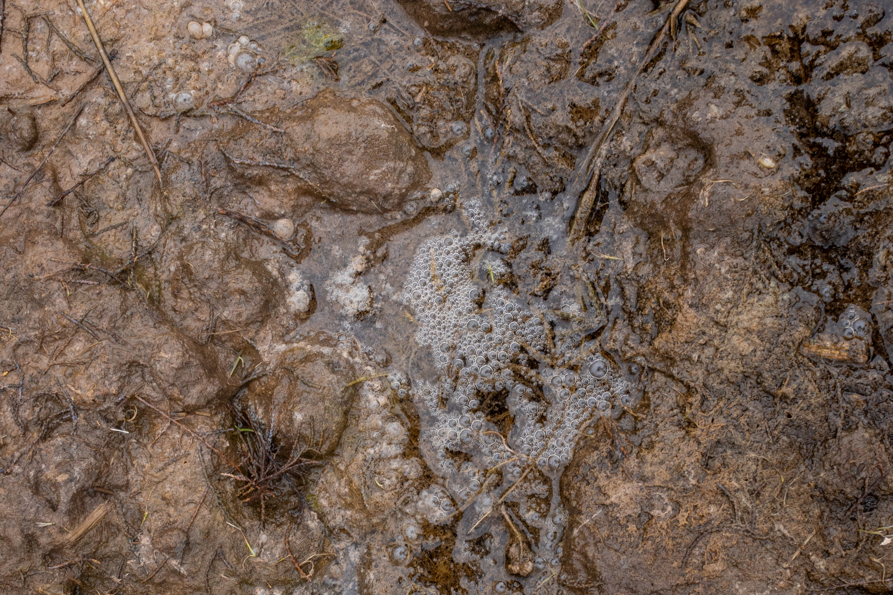 Water bubbles up from muddy ground.