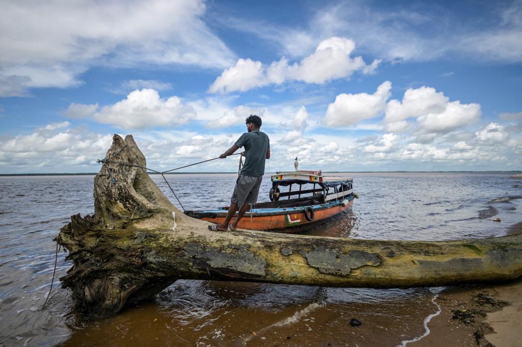 A man holds onto a rope attached to a tree felled on the beach in Suriname