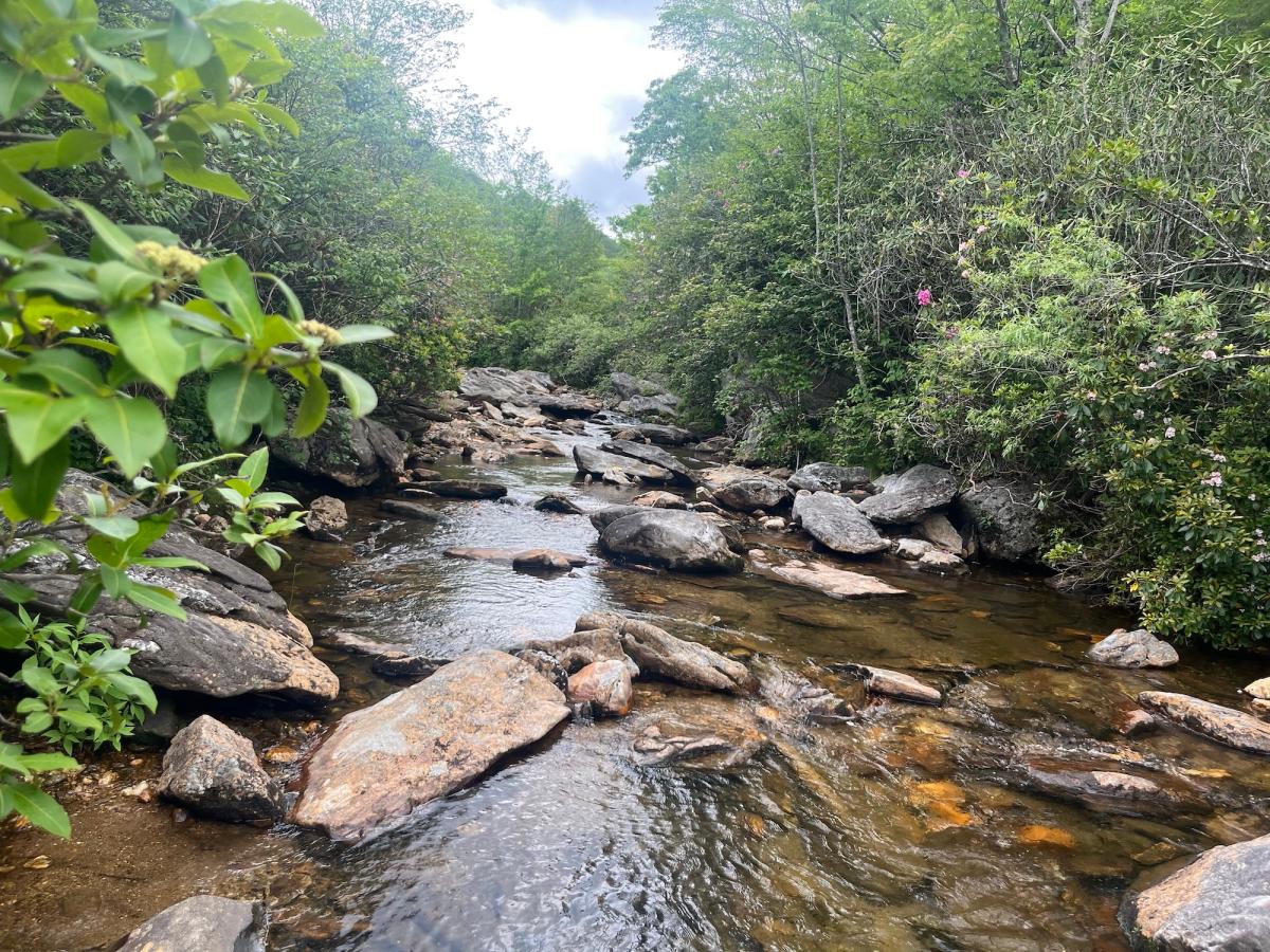 Rocks in a forest stream