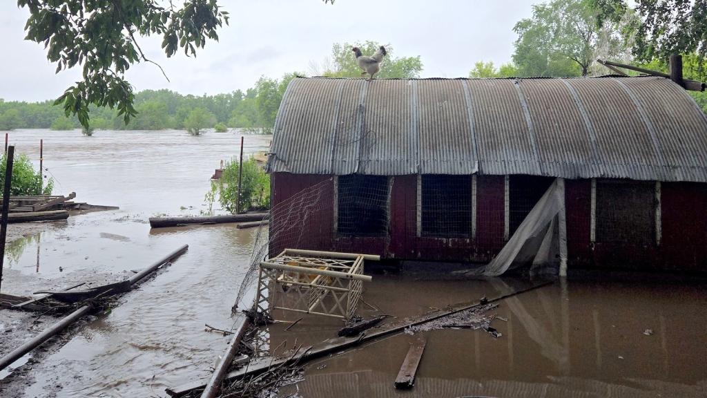 A flooded chicken coop