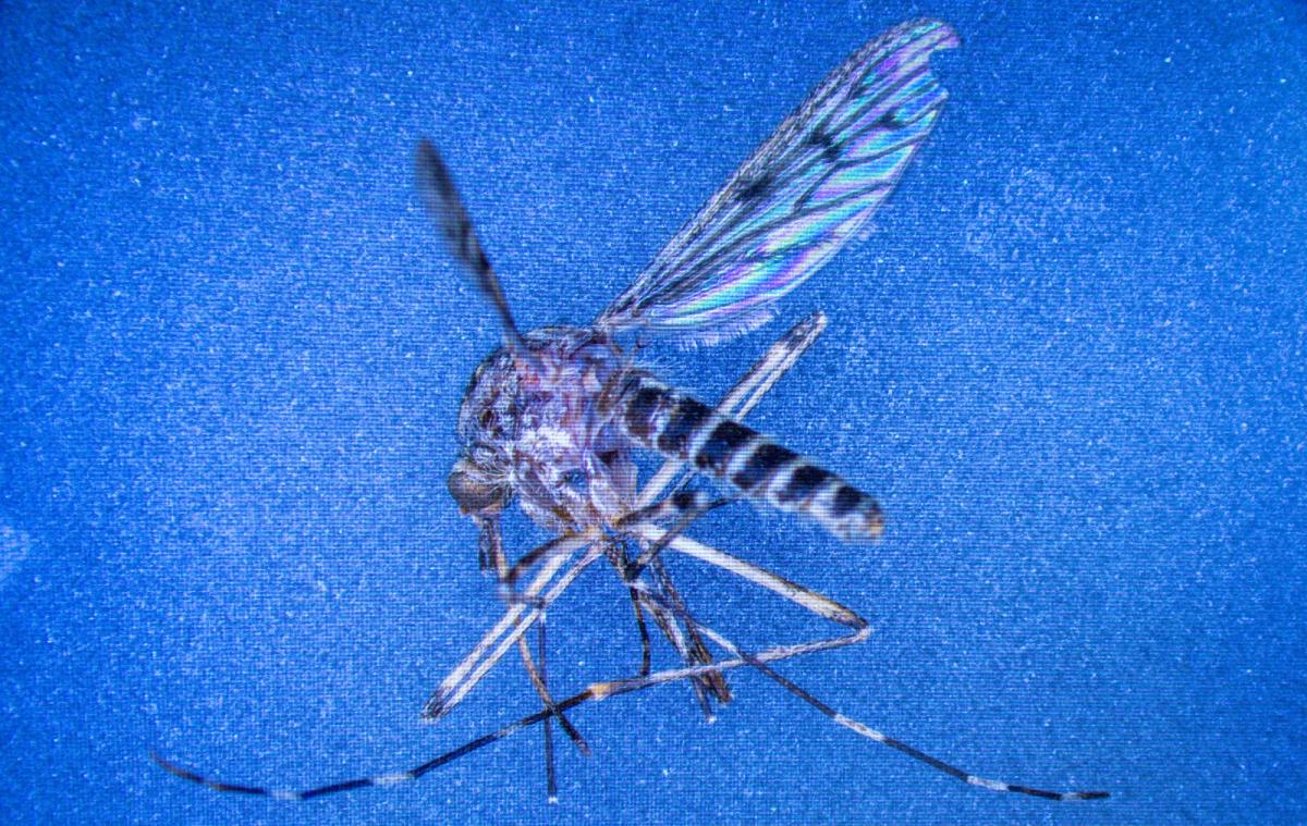 A closeup of the Culiseta annulata mosquito