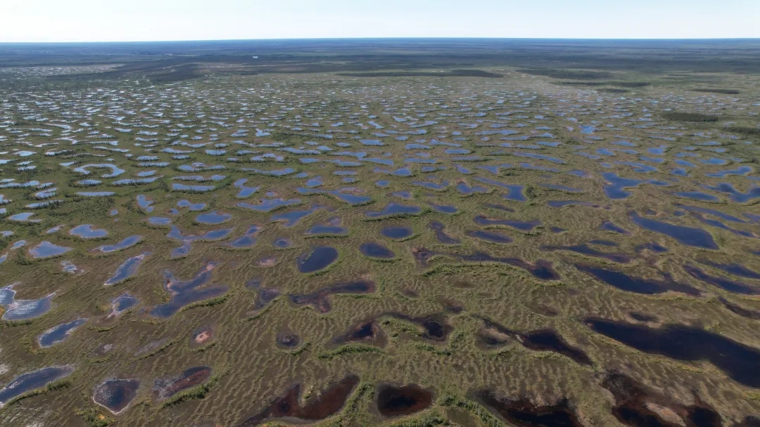 An aerial view of a muddy bog with greenish plants growing over water