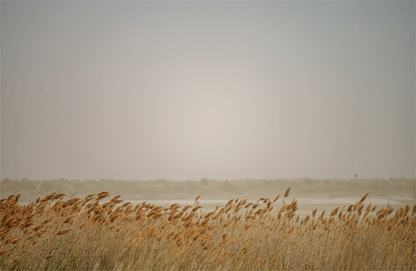 Brown grass blows in the wind in the foreground of a dusty scene at the Great Salt Lake in Utah.
