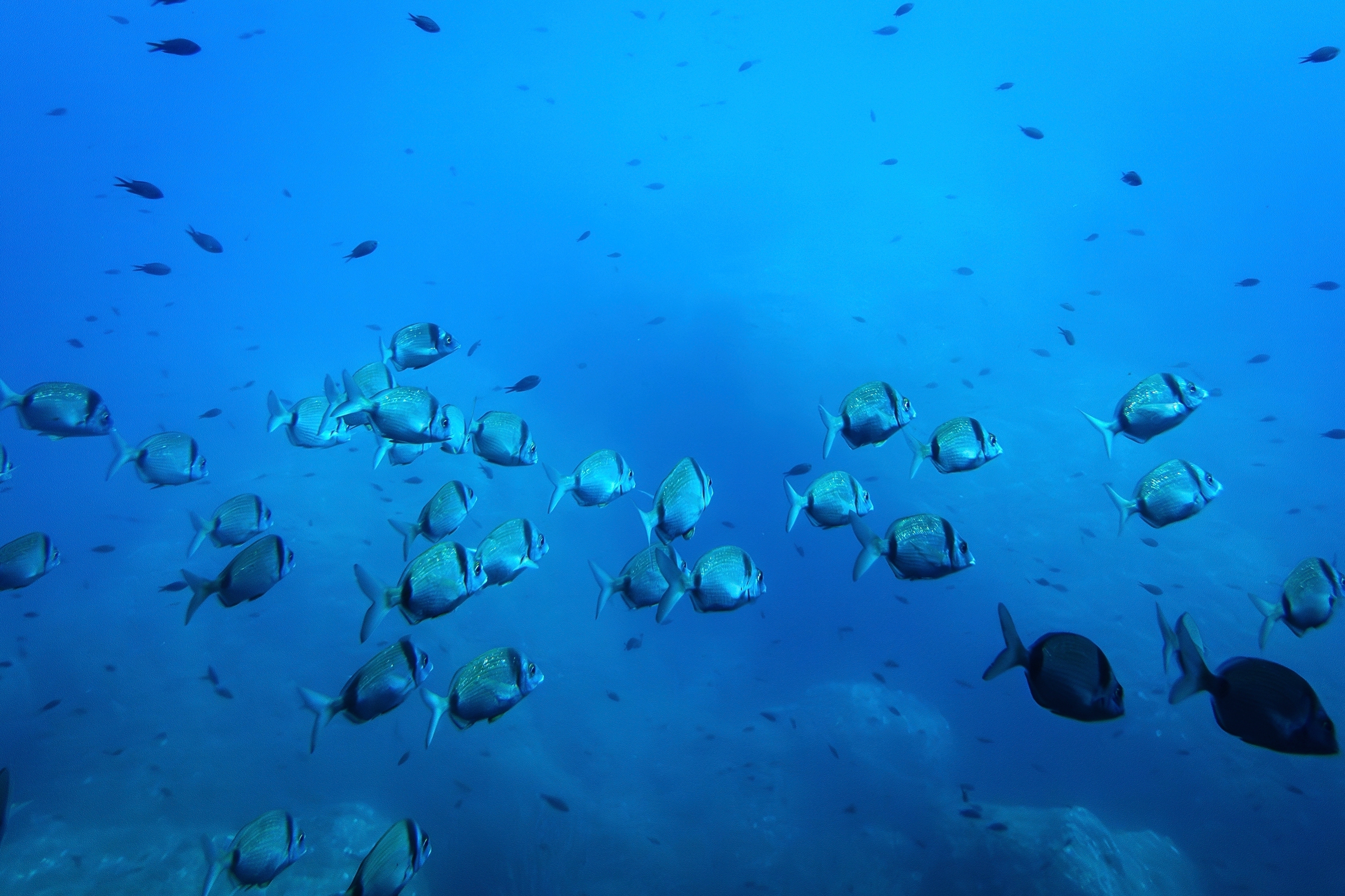 Fish swim in the ocean in this file photo.