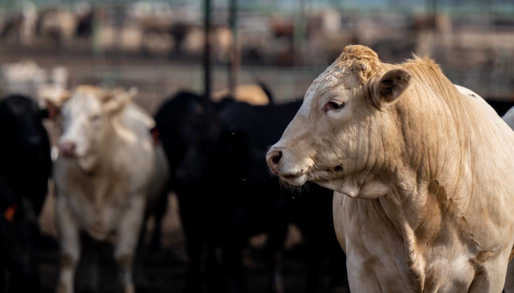 a cow with tan fur looks to the left with several other cows, some with black fur and some with lighter fur, stand in the background of a beef cattle feedlot