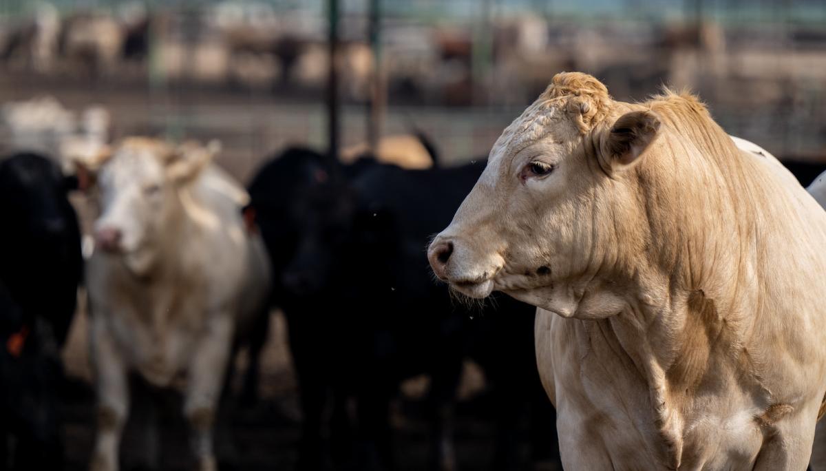 a cow with tan fur looks to the left with several other cows, some with black fur and some with lighter fur, stand in the background of a beef cattle feedlot